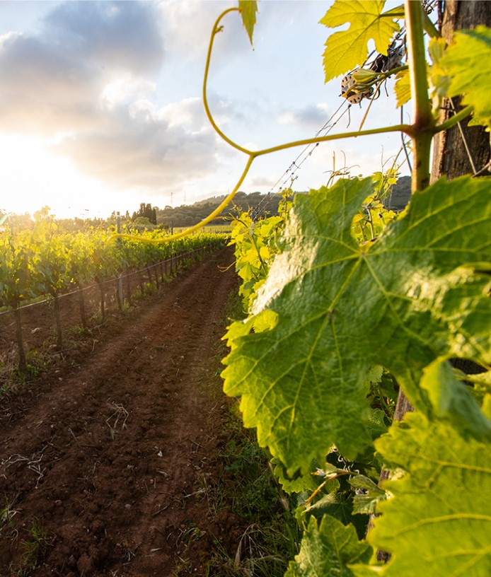 Pepi Lignana Vineyards